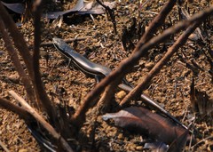 Aspronema dorsivittatum