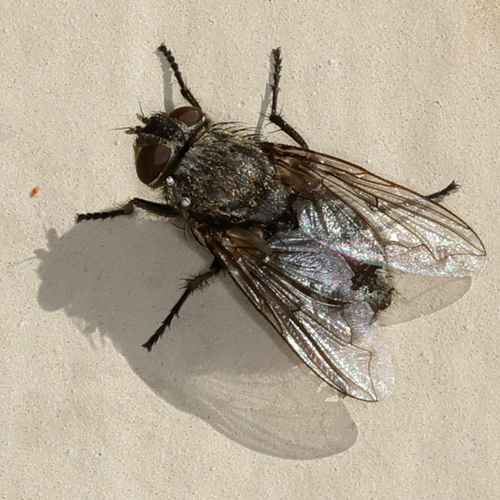 Unknown species found near Lubbock Lake Landmark, Lubbock, TX, USA
