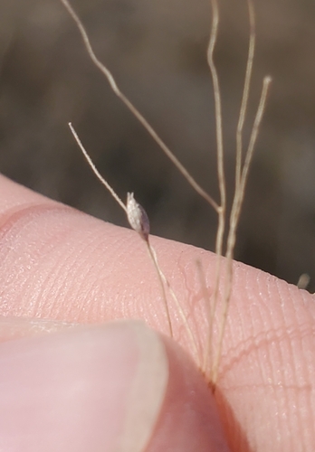 Old-witch grass