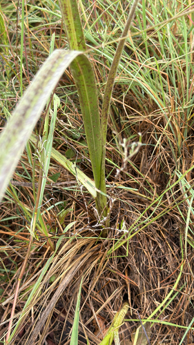 Hypoxis rigidula, photograph 6
