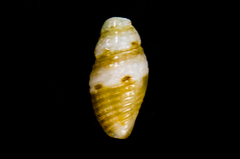 Mitromorphidae