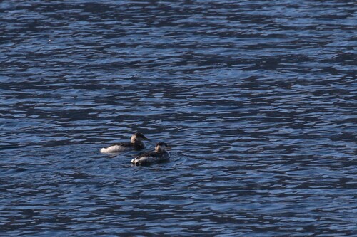 Red-necked Grebe (Podiceps grisegena), photo 4