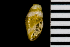 Mitromorphidae