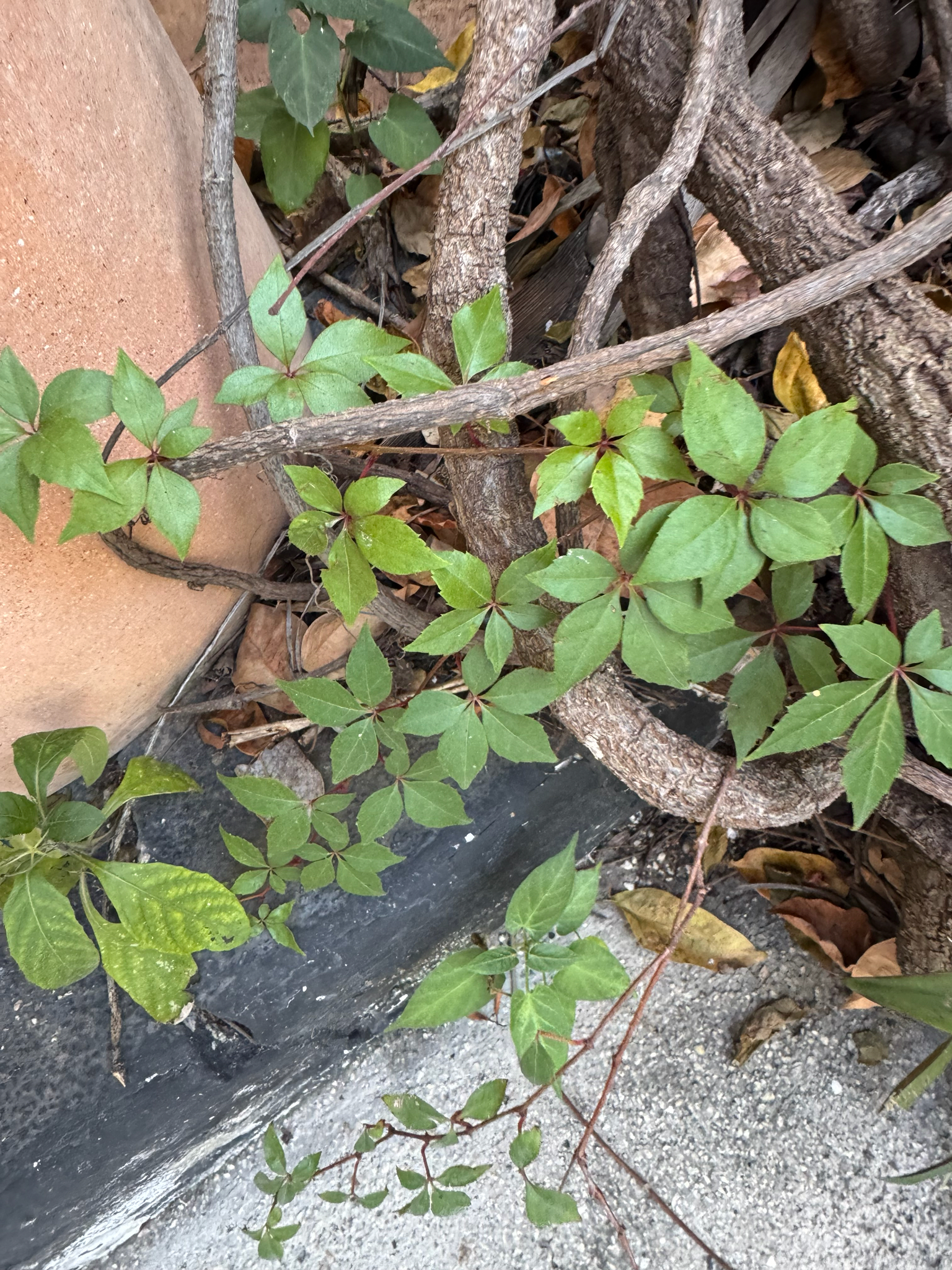 Virginia creeper