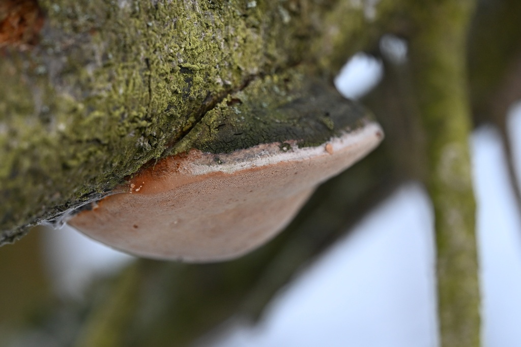 Phellinus pomaceus · January 2026 · photo: © petr286 (iNaturalist, cc-by)