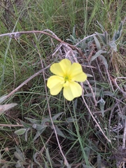 Oenothera mollissima