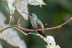 Chrysuronia oenone