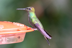 Heliodoxa leadbeateri