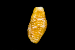 Mitromorphidae