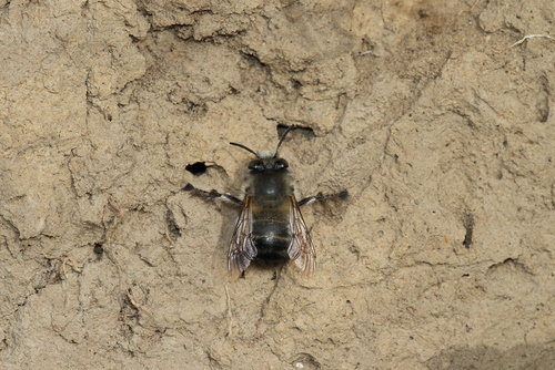 Hairy-footed Flower Bee photo 4