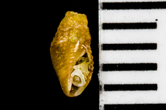 Mitromorphidae