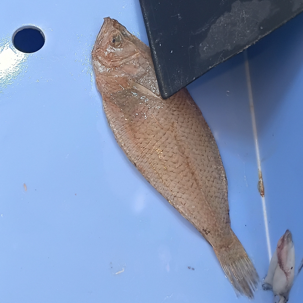 Atlantic spotted flounder (Citharus linguatula) — Citharidae