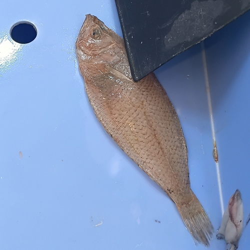 Atlantic spotted flounder (Citharus linguatula) — Citharidae