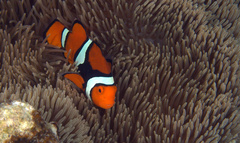 Amphiprion percula