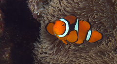 Amphiprion percula