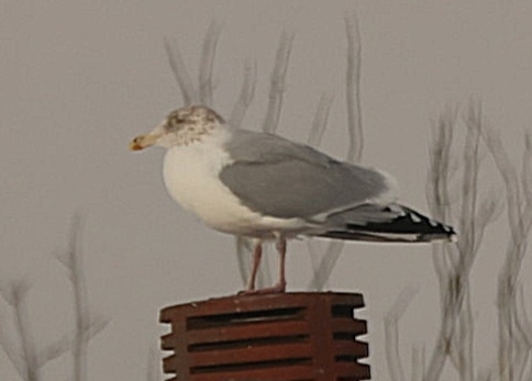 European Herring Gull (Larus argentatus)