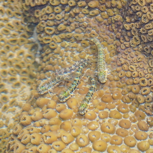 Rockpool blenny (Entomacrodus vomerinus) — Blenniidae