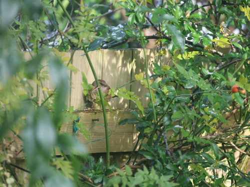 Dunnock (Prunella modularis), photo 5
