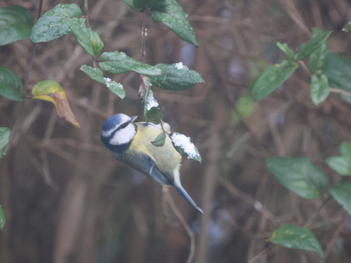 Herrerillo común (Cyanistes caeruleus)