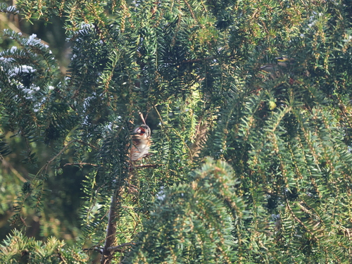 European Goldfinch (Carduelis carduelis), photo 5