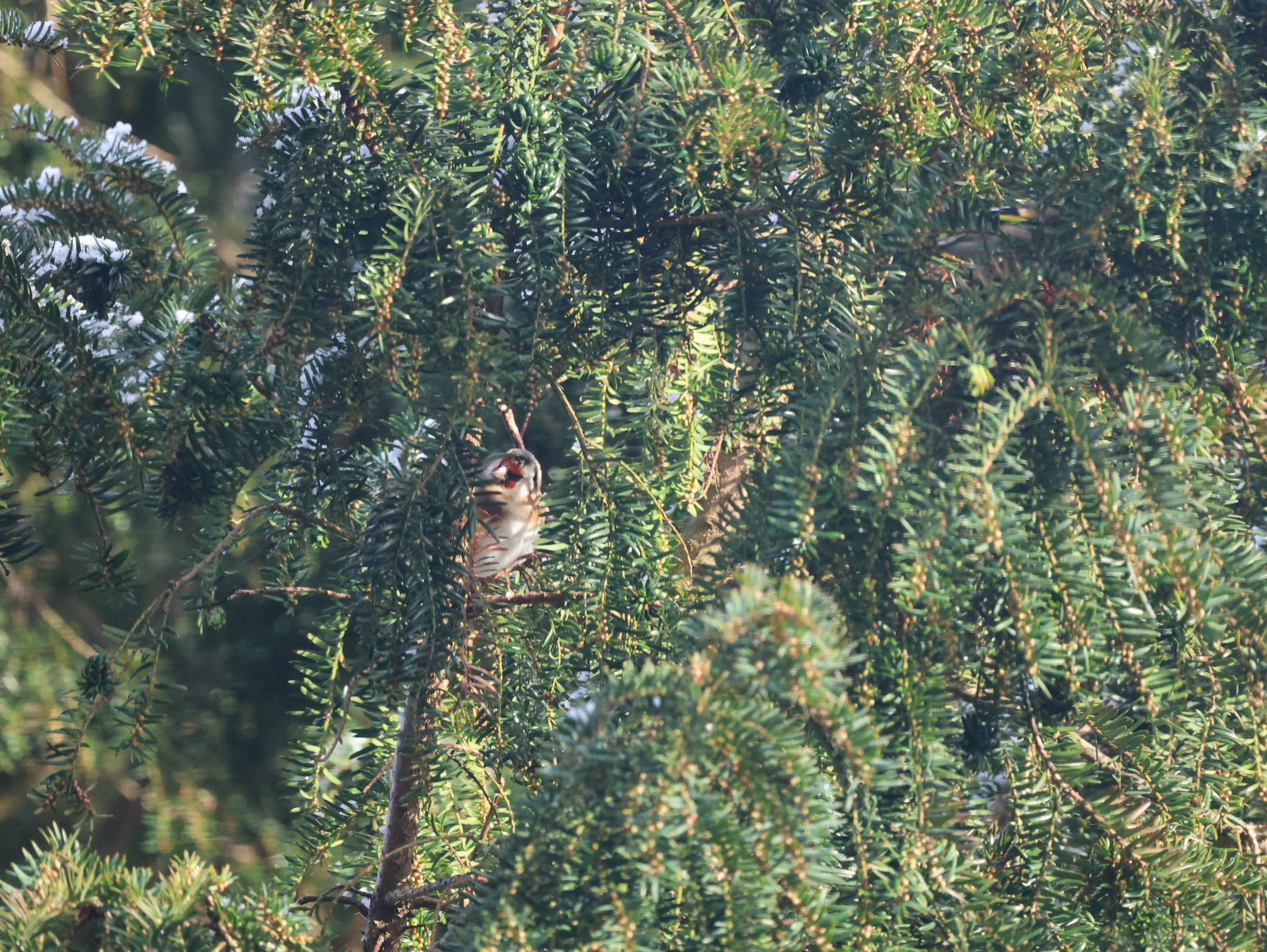 European Goldfinch (Carduelis carduelis), photo 5