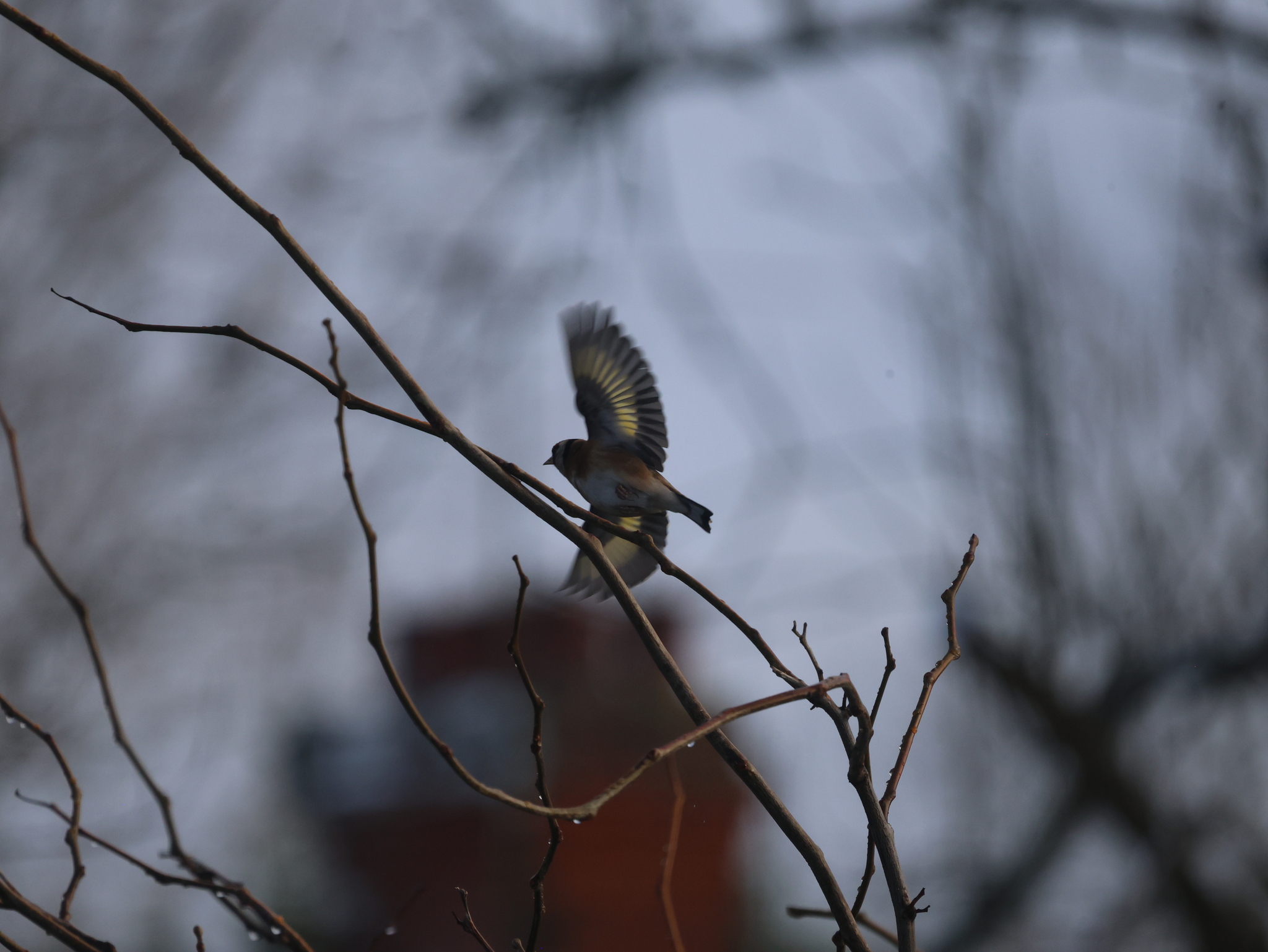 European Goldfinch (Carduelis carduelis), photo 6