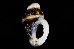Paciocinebrina gracillima