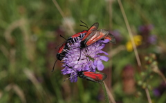 Zygaena purpuralis