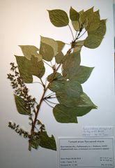 Populus × sibirica