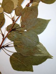 Populus × sibirica