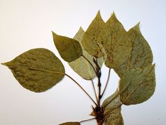 Populus × sibirica