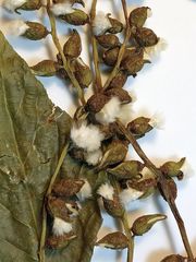 Populus × sibirica