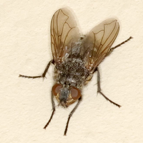 Unknown species found near Lubbock Lake Landmark, Lubbock, TX, USA