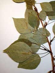 Populus × sibirica