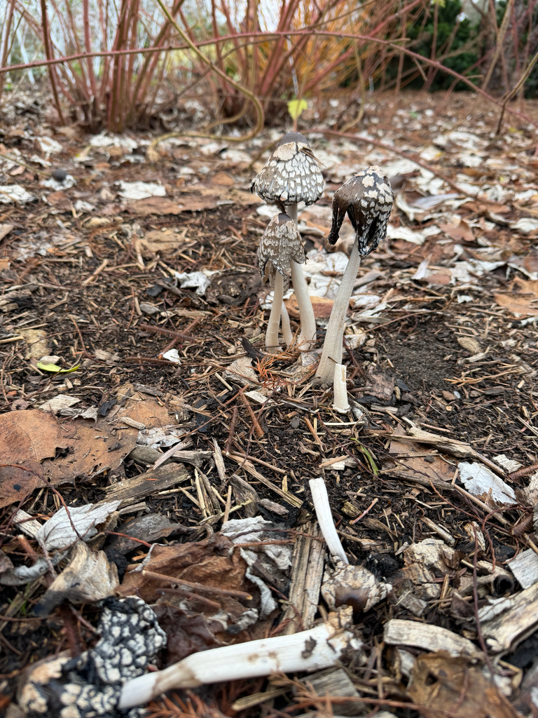 Coprinopsis picacea · December 2025 · photo: © miriam_winsor (iNaturalist, cc-by)