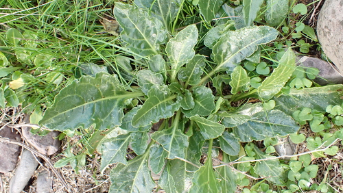 Beet