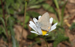 Satyrium acaciae