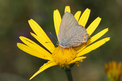 Satyrium acaciae