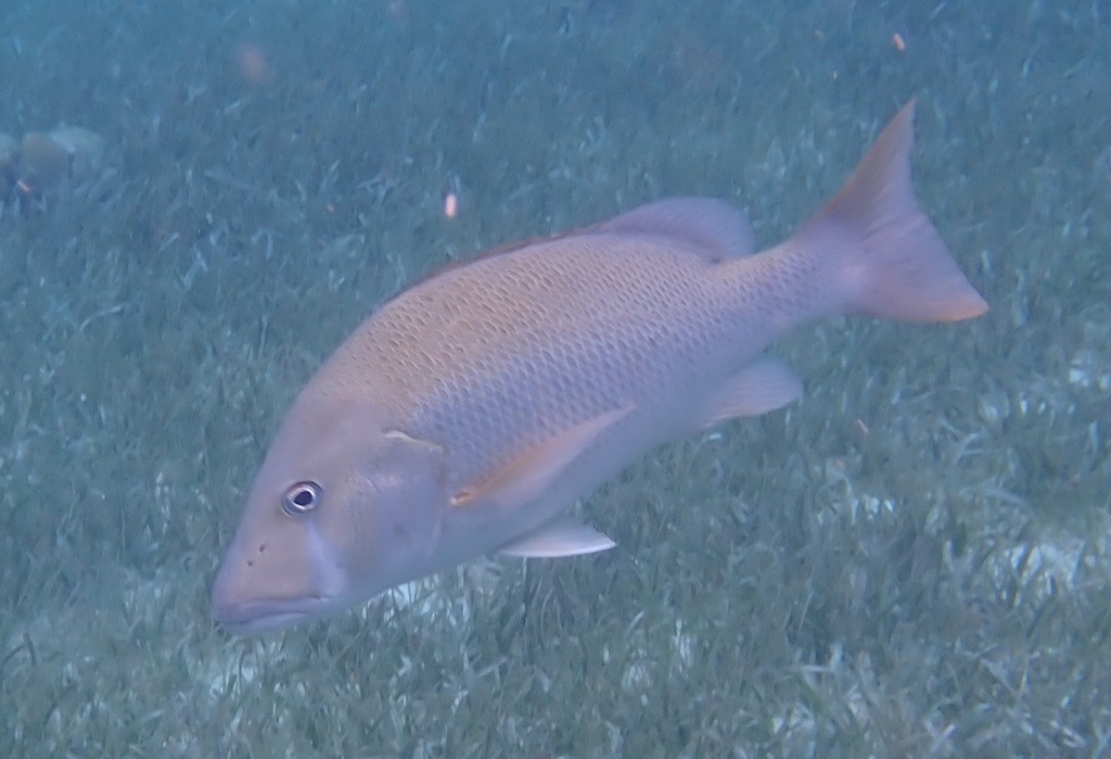 Bastaardbaars (Lutjanus jocu) — Lutjanidae