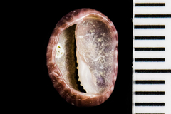 Pseudopusula californiana