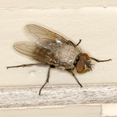 Unknown species found near Lubbock Lake Landmark, Lubbock, TX, USA