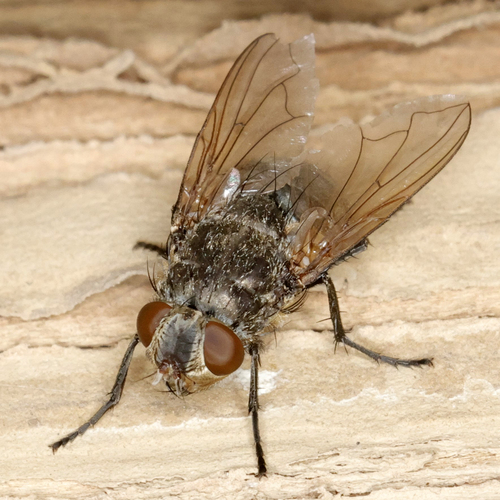 Unknown species found near Lubbock Lake Landmark, Lubbock, TX, USA