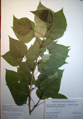 Populus × berolinensis