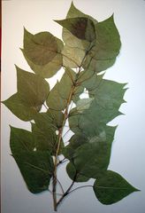 Populus × berolinensis