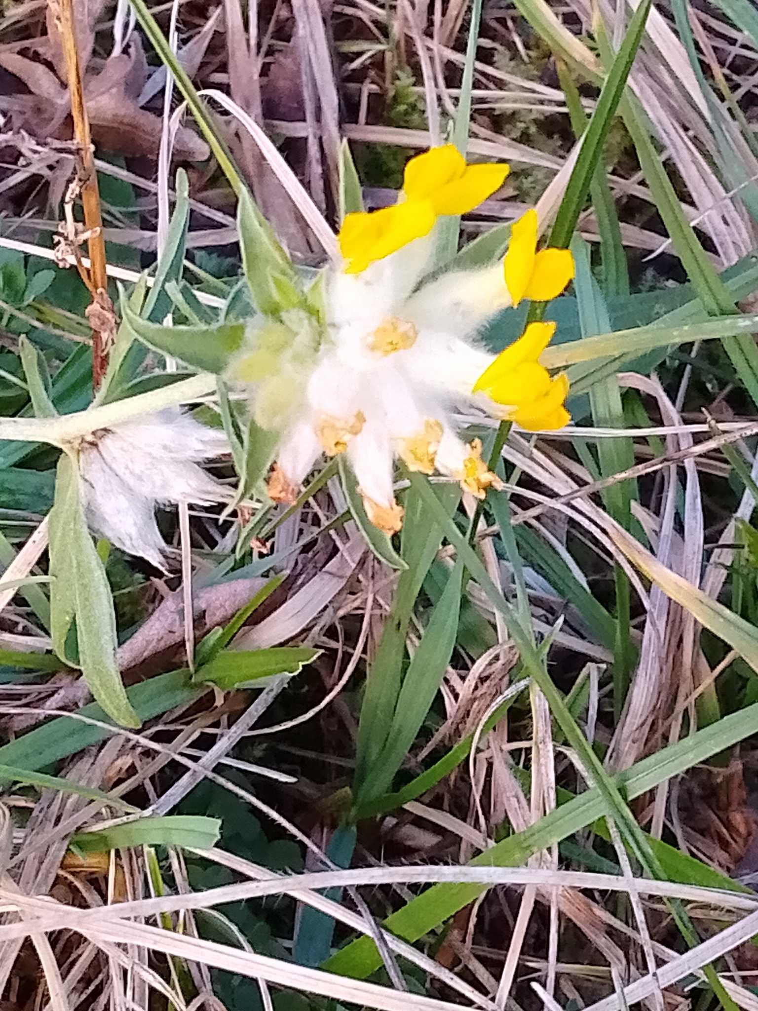 Vulneraria