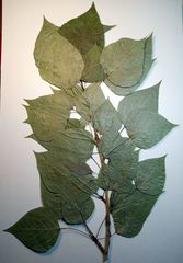 Populus × berolinensis