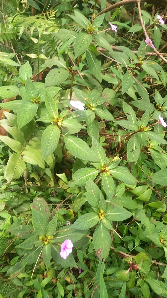 Impatiens platypetala (Impatiens platypetala)