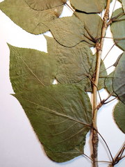 Populus × berolinensis