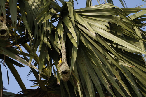 Baya Weaver