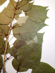 Populus × berolinensis